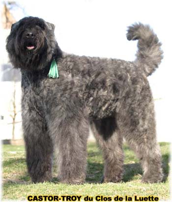 bouvier des flandres du clos de la luette - copyright déposé